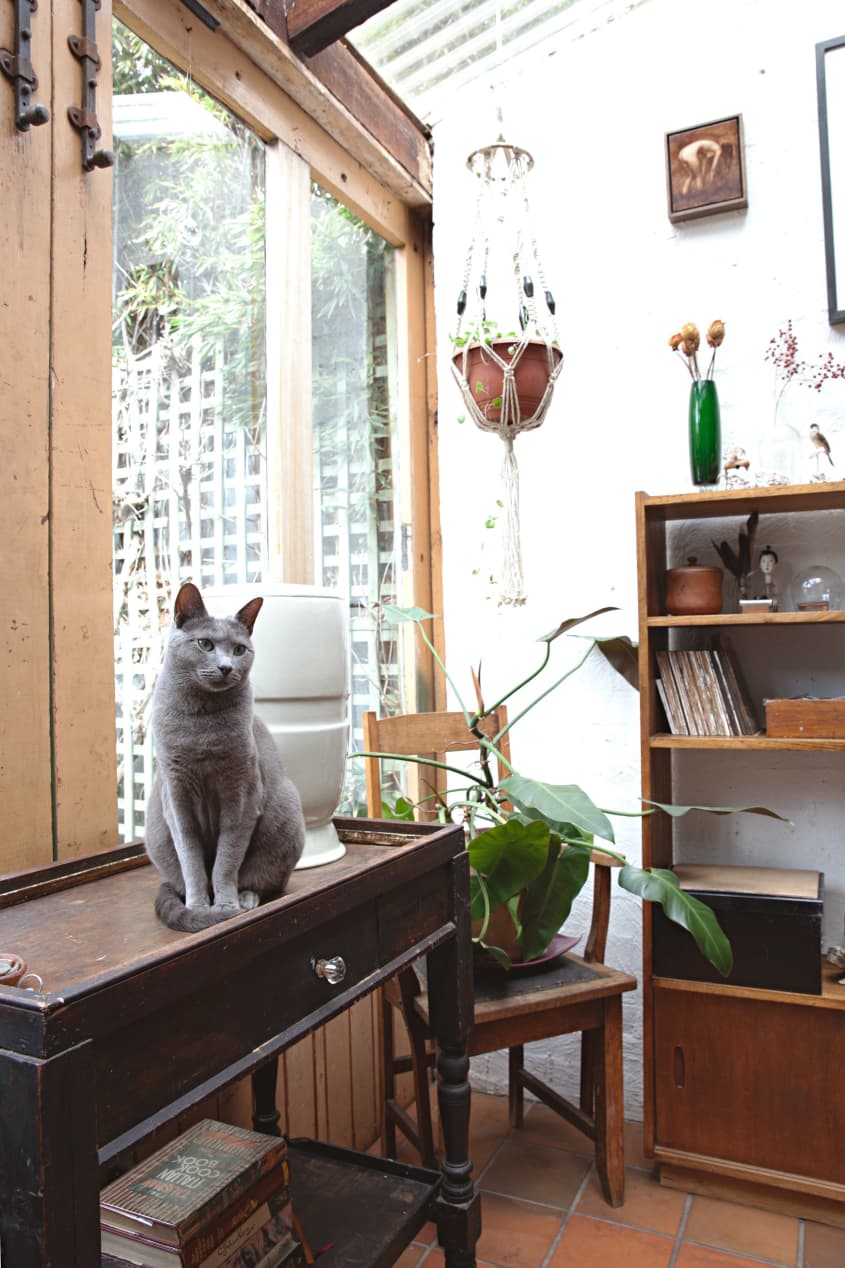 How To Keep Cats Off Kitchen Counters (7 Ways That Work) Apartment